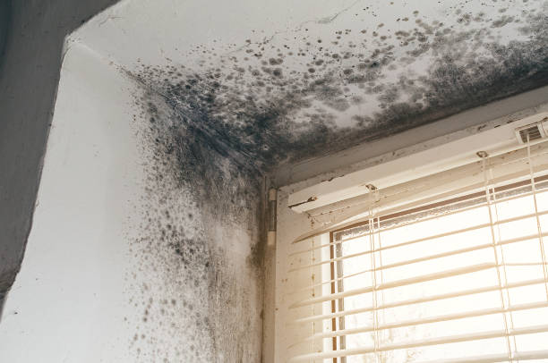 Trusted Commercial Mold Remediation service in Etters, PA - Cheap Mold Removal